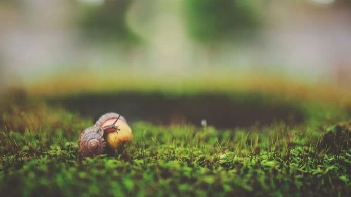 Gros plan d'un escargot dans l'herbe