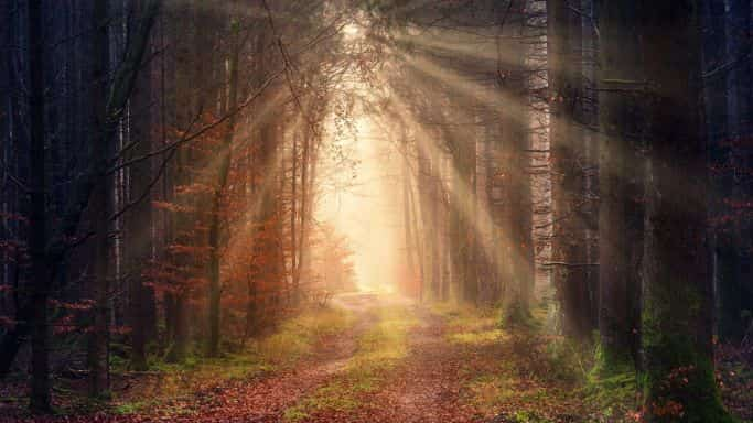 chemin forêt automne