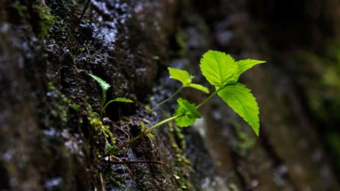 une jeune plante qui pousse entre les rochers