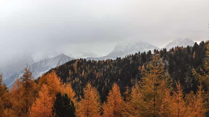 montagnes enneigées Arbres feuillage automne