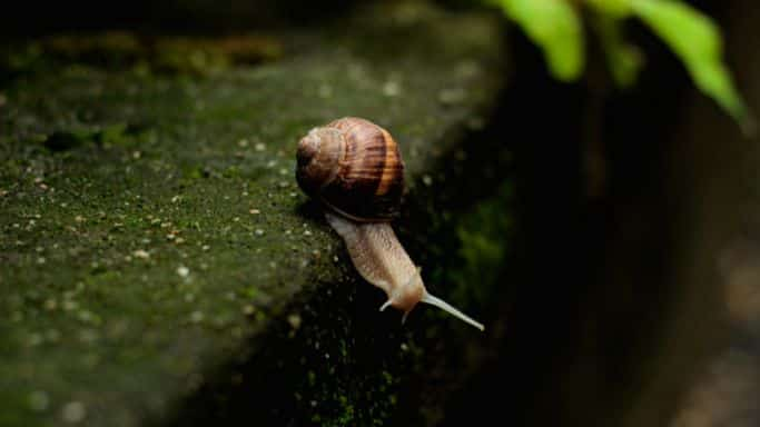 Chercher à ralentir, sans y parvenir escargot