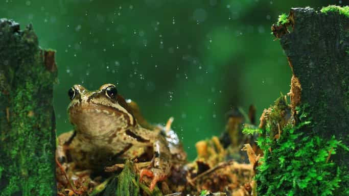 Le conte de la grenouille