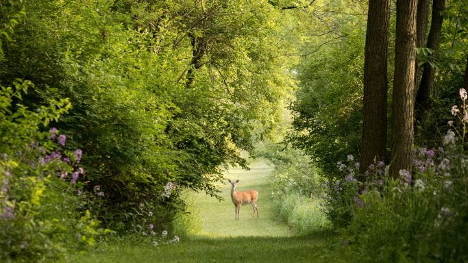 Vitesse versus précipitation - biche en forêt