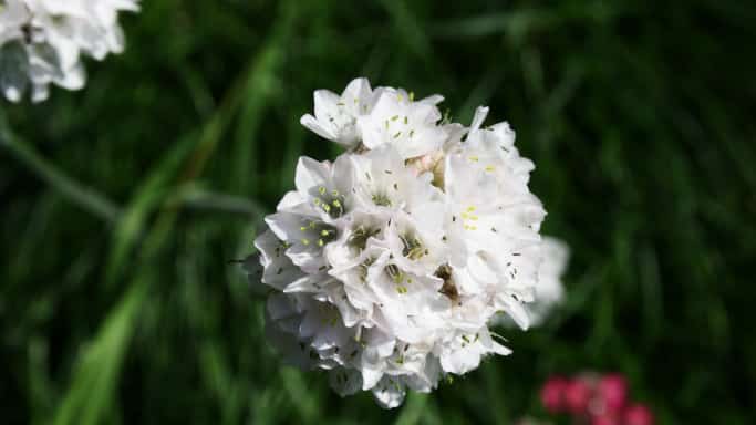 bouquet de fleurs blanches journée internationale de la lenteur