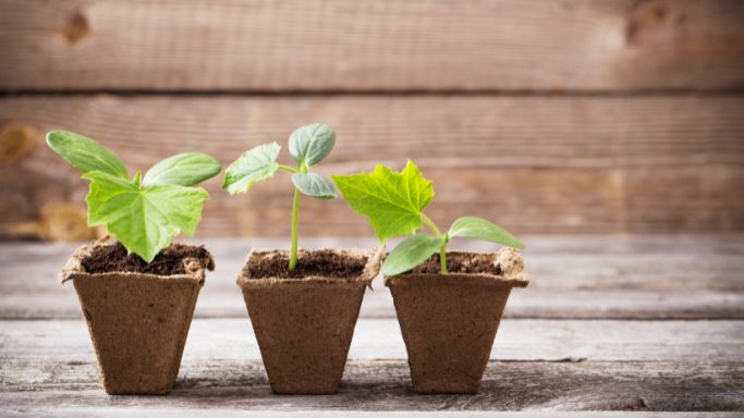Jeunes plants en germination dans un potager, conseils pour réussir ses semis