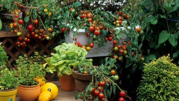 potager balcon