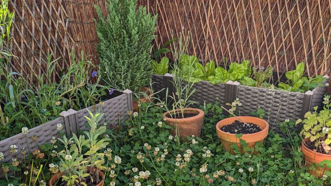 Jardin permacole en pleine floraison et abondance végétale