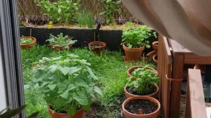 "Permaculture : observation et semis au jardin"